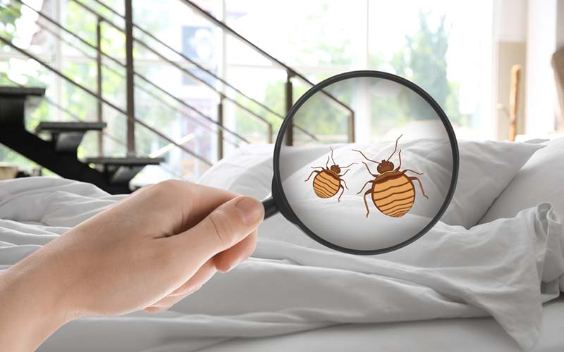 carpet cleaning in queens, carpet cleaning queens, carpet cleaners in queens, carpet cleaners in queens, commercial carpet cleaning, commercial carpet cleaning in queens, queens rug cleaners, rug cleaning services in queens, same day carpet cleaning, same day rug cleaning in queens